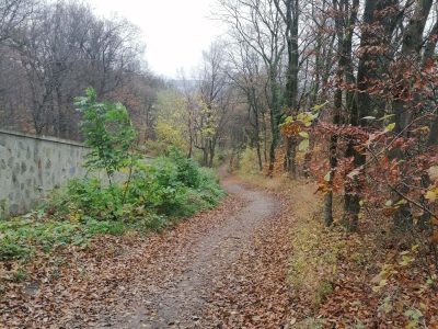 Herbst Weg im Lainzer Tiergarten Wien Natur