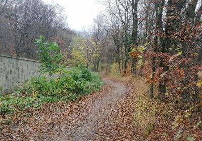 Herbst Weg im Lainzer Tiergarten Wien Natur